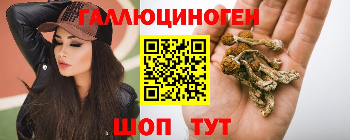Галлюциногенные грибы Psilocybine cubensis Новокубанск